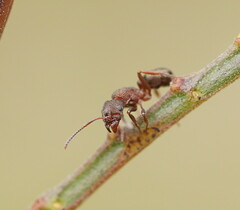 Rhytidoponera tasmaniensis