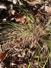 Carex pensylvanica