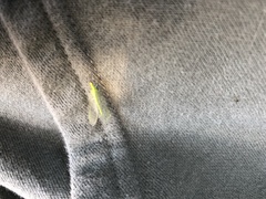 Chrysoperla rufilabris