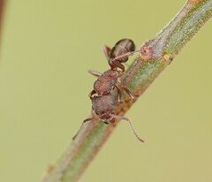 Rhytidoponera tasmaniensis