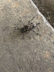 Graphisurus triangulifer