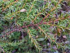 Juniperus communis depressa