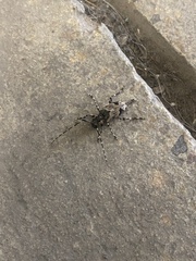 Graphisurus triangulifer