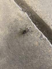 Graphisurus triangulifer