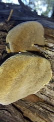 Fomitiporia texana