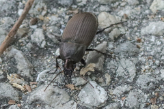 Chlaenius tomentosus