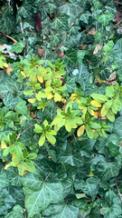Euphorbia amygdaloides