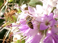 Allograpta obliqua