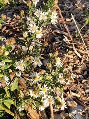 Symphyotrichum ericoides