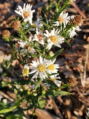 Symphyotrichum ericoides