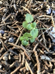 Veronica hederifolia