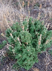 Pseudodictamnus hirsutus