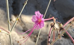 Anulocaulis leiosolenus