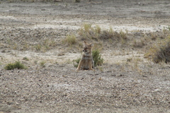 Lycalopex griseus