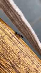 Camponotus