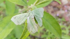 Geometra papilionaria