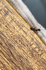 Camponotus