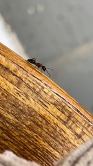 Camponotus