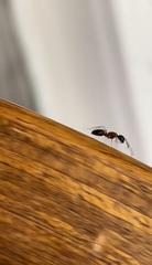 Camponotus