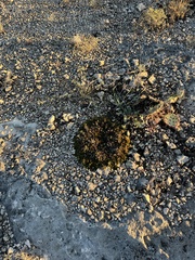 Selaginella wrightii