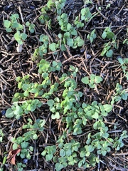 Veronica hederifolia