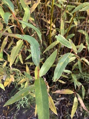Salix lasiandra