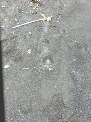 Charadrius bicinctus bicinctus