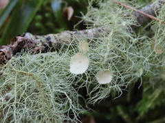 Usnea florida