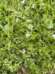 Bacopa monnieri