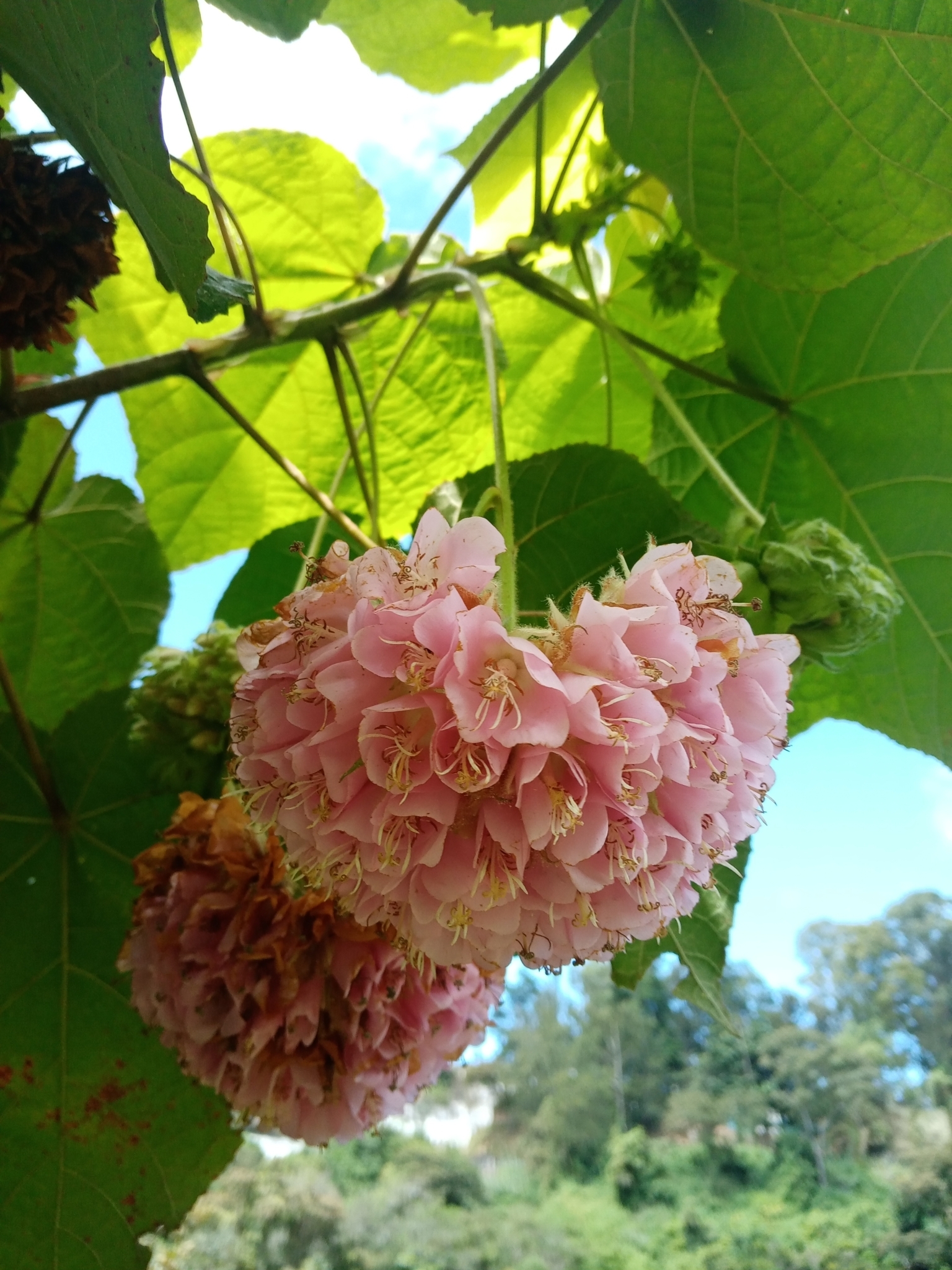 Dombeya