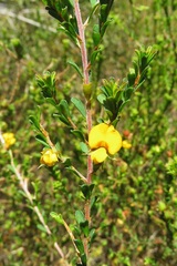 Pultenaea parviflora