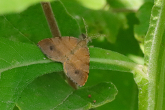 Mellilla xanthometata