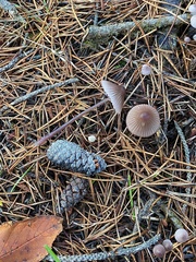 Mycena purpureofusca
