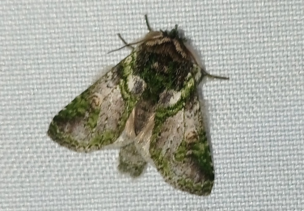 Luca