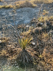 Yucca reverchonii