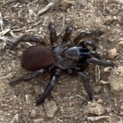 Bothriocyrtum californicum