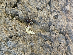 Euborellia annulipes