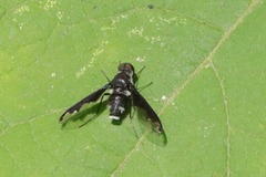 Anthrax argyropygus