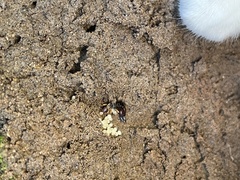 Euborellia annulipes