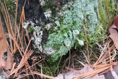 Cladonia fimbriata