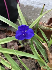 Tradescantia