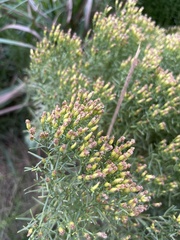 Euthamia leptocephala