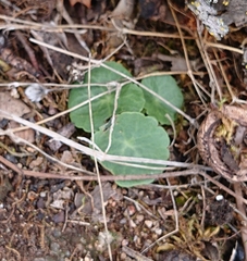 Umbilicus rupestris