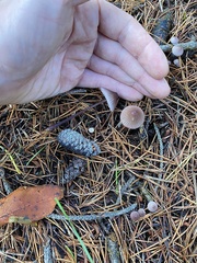 Mycena purpureofusca