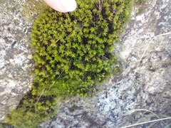 Lewinskya