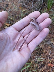 Mycena purpureofusca