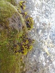 Lewinskya