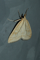 Udea lutealis