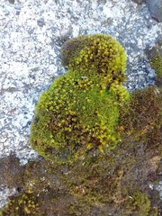 Lewinskya