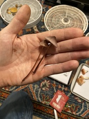 Mycena purpureofusca